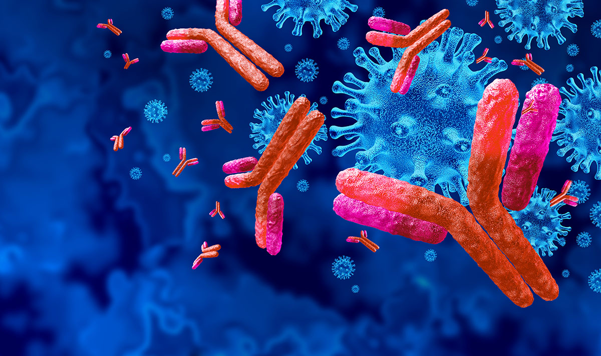 Illustration of antibodies for Tolerance and Type 1 Diabetes ‒ Regulating Immune Pathways 